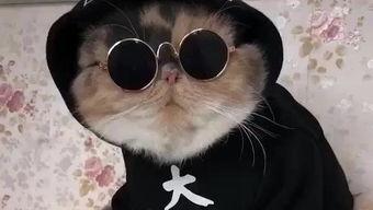 吃瓜娱乐的喵哥是谁啊视频,吃瓜娱乐界的神秘喵哥是谁?